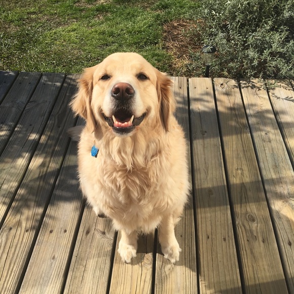 Meet your Posher, Mackenzie - Picture 4 of 4